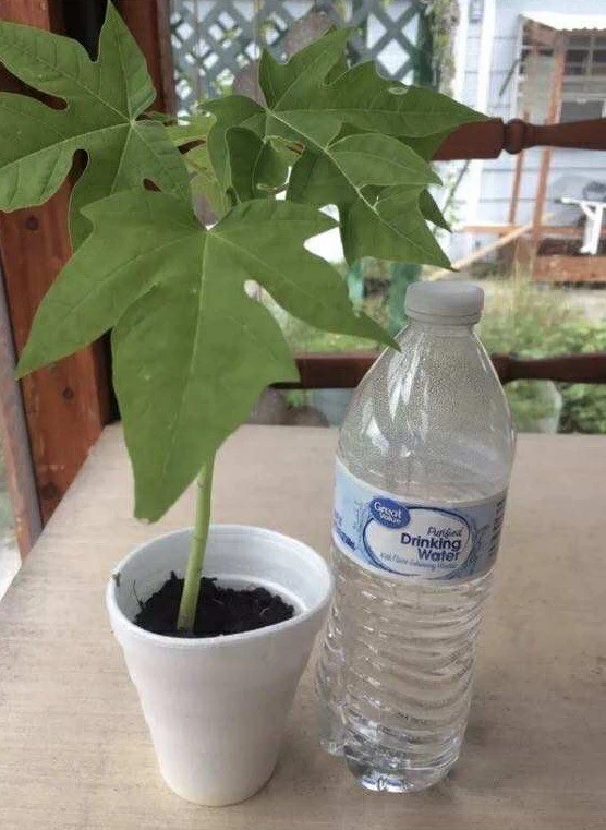 Papaya Plant Live – Fully Rooted Organic Fruit Tree 5-10” Tall – Outdoor - Image 5