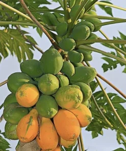Papaya Plant Live – Fully Rooted Organic Fruit Tree 5-10” Tall – Outdoor - Image 6