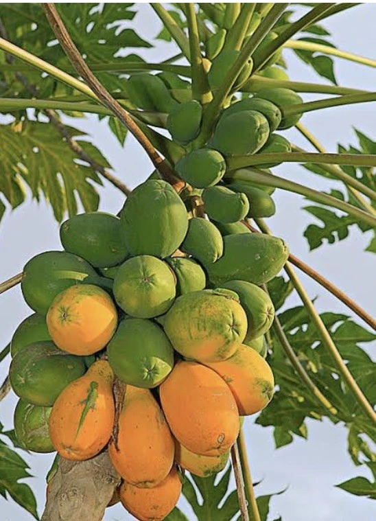 Papaya Plant Live – Fully Rooted Organic Fruit Tree 5-10” Tall – Outdoor - Image 6