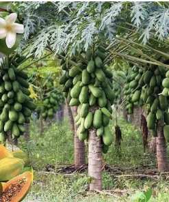 Papaya Plant Live – Fully Rooted Organic Fruit Tree 5-10” Tall – Outdoor - Image 7