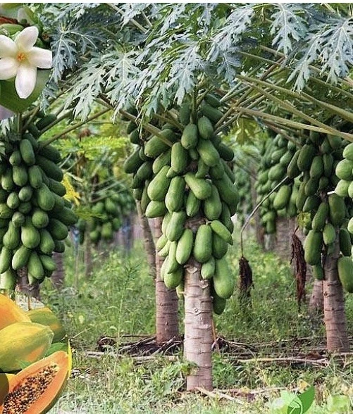 Papaya Plant Live – Fully Rooted Organic Fruit Tree 5-10” Tall – Outdoor - Image 7
