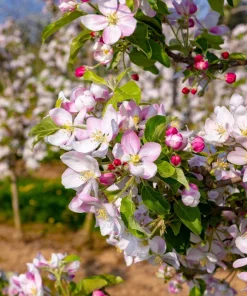 Paradise Apple Tree Seeds - Malus Pumila Domestica - 25 Seeds for Planting - Image 10