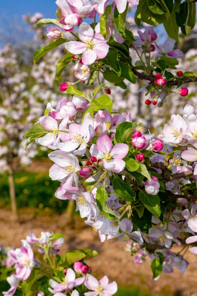 Paradise Apple Tree Seeds - Malus Pumila Domestica - 25 Seeds for Planting - Image 10