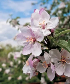Paradise Apple Tree Seeds - Malus Pumila Domestica - 25 Seeds for Planting - Image 2