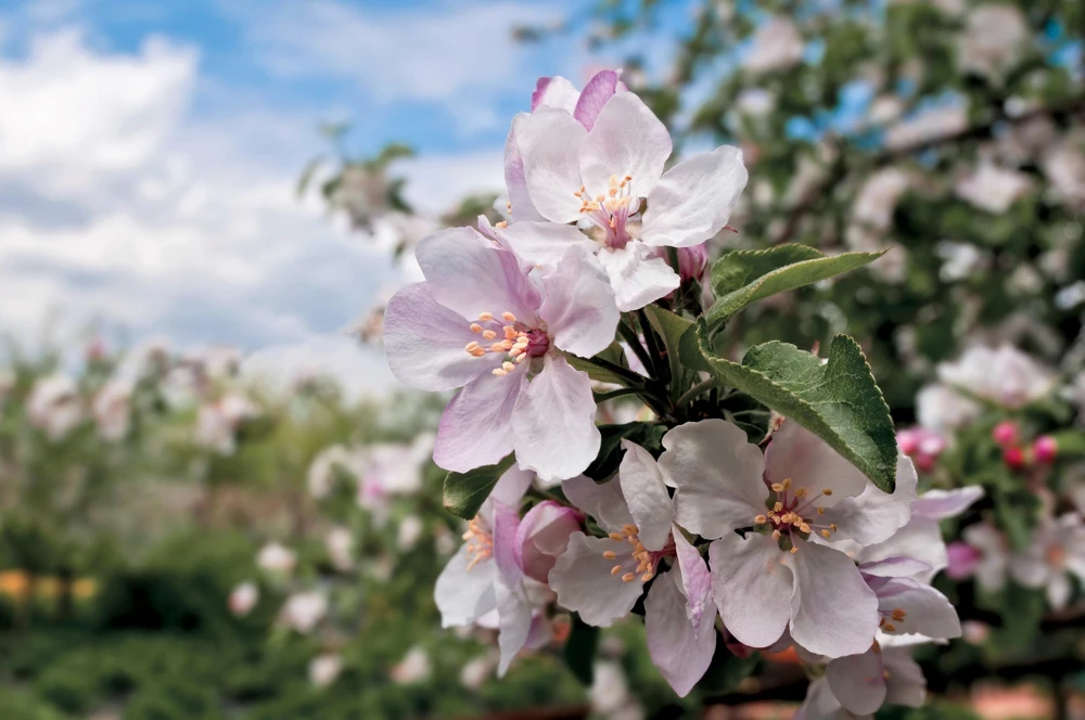 Paradise Apple Tree Seeds - Malus Pumila Domestica - 25 Seeds for Planting - Image 2