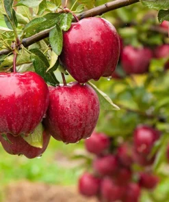 Paradise Apple Tree Seeds - Malus Pumila Domestica - 25 Seeds for Planting - Image 3