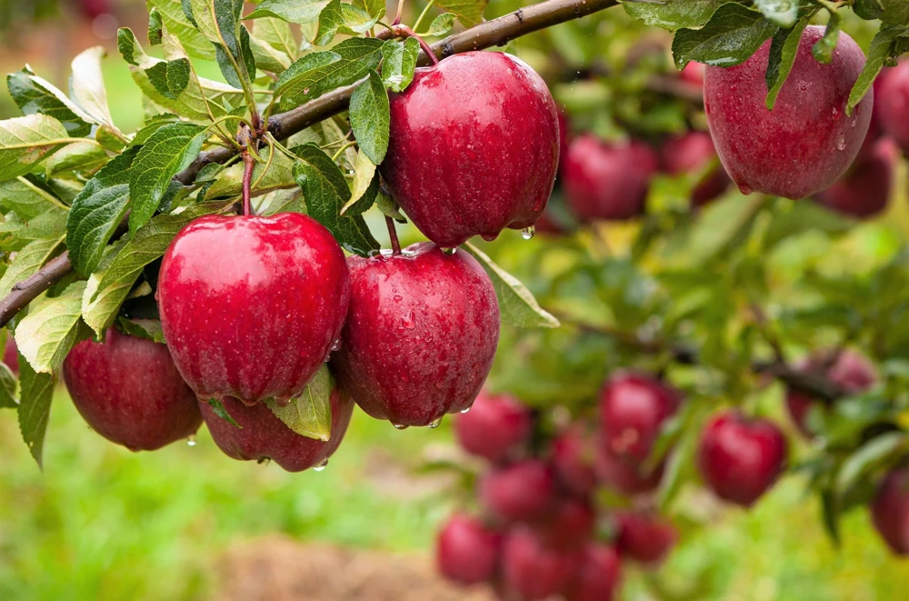 Paradise Apple Tree Seeds - Malus Pumila Domestica - 25 Seeds for Planting - Image 3