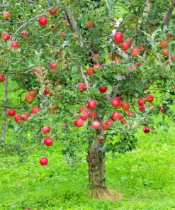 Paradise Apple Tree Seeds - Malus Pumila Domestica - 25 Seeds for Planting - Image 5