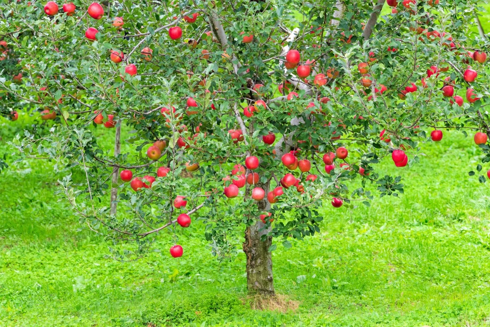 Paradise Apple Tree Seeds - Malus Pumila Domestica - 25 Seeds for Planting - Image 5