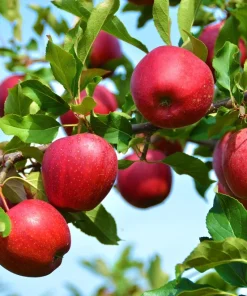 Paradise Apple Tree Seeds - Malus Pumila Domestica - 25 Seeds for Planting - Image 6