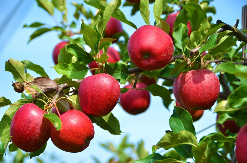 Paradise Apple Tree Seeds - Malus Pumila Domestica - 25 Seeds for Planting - Image 6