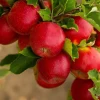 Paradise Apple Tree Seeds - Malus Pumila Domestica - 25 Seeds for Planting - Image 1