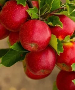 Paradise Apple Tree Seeds - Malus Pumila Domestica - 25 Seeds for Planting - Image 1