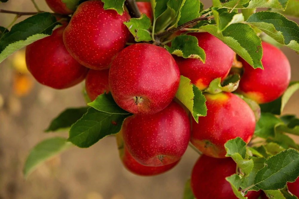 Paradise Apple Tree Seeds - Malus Pumila Domestica - 25 Seeds for Planting - Image 1