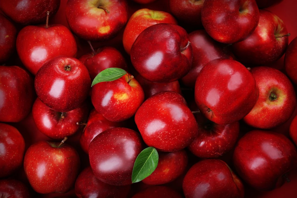Paradise Apple Tree Seeds - Malus Pumila Domestica - 25 Seeds for Planting - Image 8