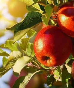 Paradise Apple Tree Seeds - Malus Pumila Domestica - 25 Seeds for Planting - Image 9
