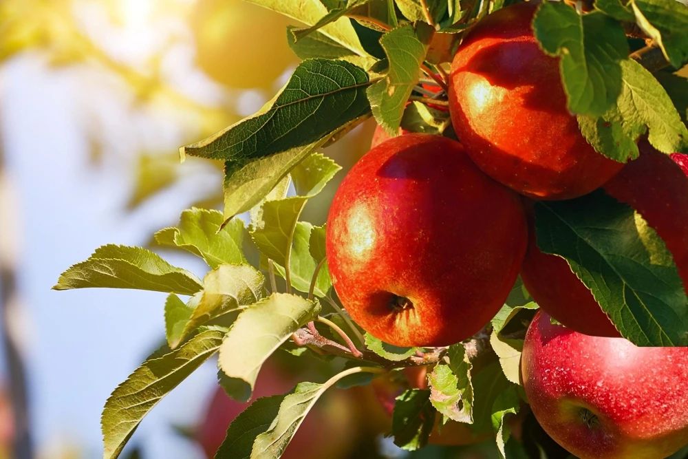 Paradise Apple Tree Seeds - Malus Pumila Domestica - 25 Seeds for Planting - Image 9