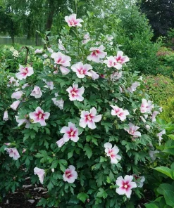 Paraplu Pink Ink Hibiscus Live Plant – Rose of Sharon – 4" Pot – Outdoor Shrub - Image 2