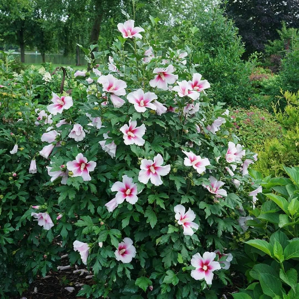 Paraplu Pink Ink Hibiscus Live Plant – Rose of Sharon – 4" Pot – Outdoor Shrub - Image 2
