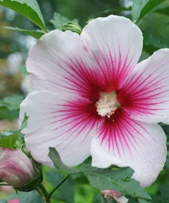 Paraplu Pink Ink Hibiscus Live Plant – Rose of Sharon – 4
