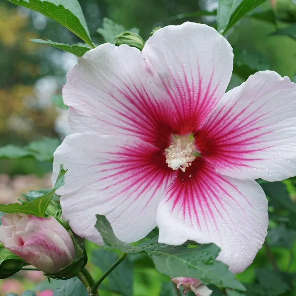 Paraplu Pink Ink Hibiscus Live Plant – Rose of Sharon – 4" Pot – Outdoor Shrub - Image 3