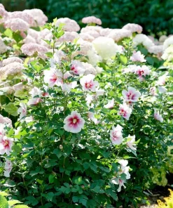Paraplu Pink Ink Hibiscus Live Plant – Rose of Sharon – 4