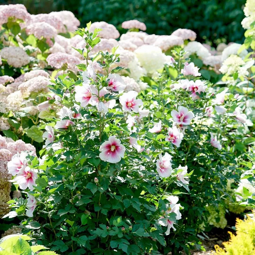 Paraplu Pink Ink Hibiscus Live Plant – Rose of Sharon – 4" Pot – Outdoor Shrub - Image 4