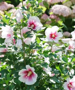Paraplu Pink Ink Hibiscus Live Plant – Rose of Sharon – 4