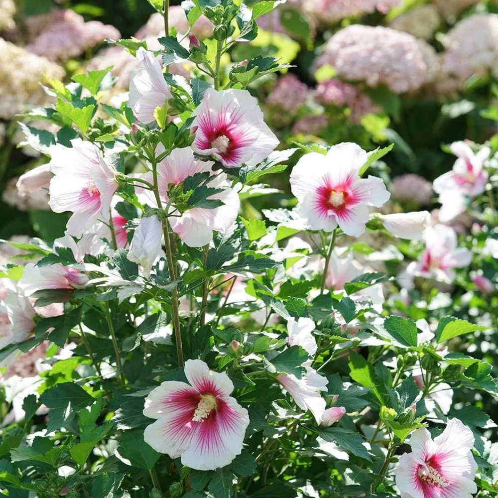 Paraplu Pink Ink Hibiscus Live Plant – Rose of Sharon – 4" Pot – Outdoor Shrub - Image 5