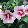 Paraplu Pink Ink Hibiscus Live Plant – Rose of Sharon – 4" Pot – Outdoor Shrub - Image 1