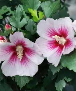 Paraplu Pink Ink Hibiscus Live Plant – Rose of Sharon – 4