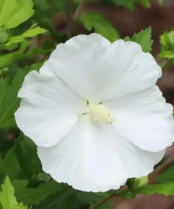Paraplu Pure White Rose of Sharon Hibiscus Live Plant, 4