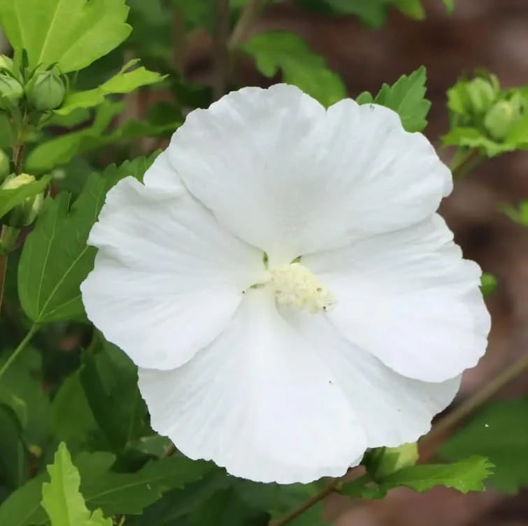 Paraplu Pure White Rose of Sharon Hibiscus Live Plant, 4" Pot, Outdoor Shrub - Image 1
