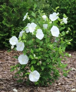 Paraplu Pure White Rose of Sharon Hibiscus Live Plant, 4" Pot, Outdoor Shrub - Image 2