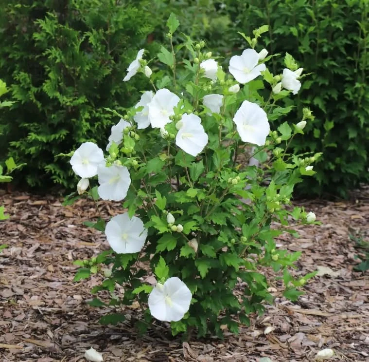 Paraplu Pure White Rose of Sharon Hibiscus Live Plant, 4" Pot, Outdoor Shrub - Image 2