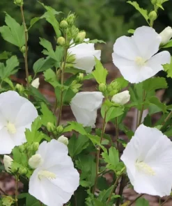 Paraplu Pure White Rose of Sharon Hibiscus Live Plant, 4