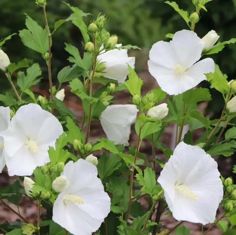 Paraplu Pure White Rose of Sharon Hibiscus Live Plant, 4" Pot, Outdoor Shrub - Image 3