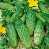 Parisian Gherkin Cucumber Seeds - 50 Seed Packet - Grow Your Own Pickles - Image 1