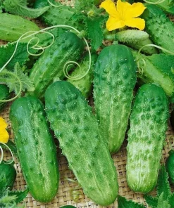 Parisian Gherkin Cucumber Seeds - 50 Seed Packet - Grow Your Own Pickles - Image 1
