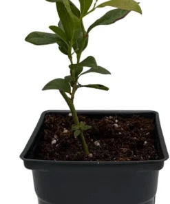 Patriot Blueberry Live Plant - Early Season Bush - 4