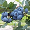 Patriot Blueberry Live Plant - Early Season Bush - 4" Pot - Outdoor - Image 1