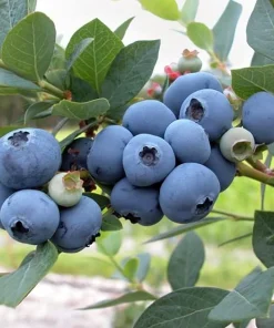 Patriot Blueberry Live Plant - Early Season Bush - 4