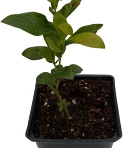 Patriot Blueberry Live Plant - Early Season Bush - 4