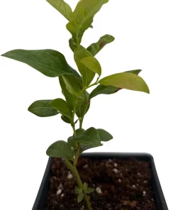 Patriot Blueberry Live Plant - Early Season Bush - 4