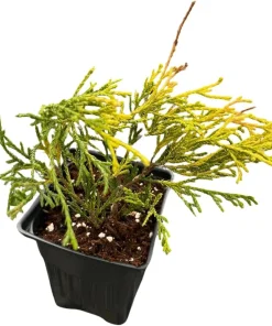 Paul's Gold Cypress Live Plant - Chamaecyparis pisifera - Evergreen Shrub - 4" Pot - Image 2