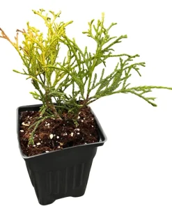 Paul's Gold Cypress Live Plant - Chamaecyparis pisifera - Evergreen Shrub - 4