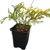 Paul's Gold Cypress Live Plant - Chamaecyparis pisifera - Evergreen Shrub - 4" Pot - Image 1