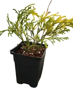 Paul's Gold Cypress Live Plant - Chamaecyparis pisifera - Evergreen Shrub - 4