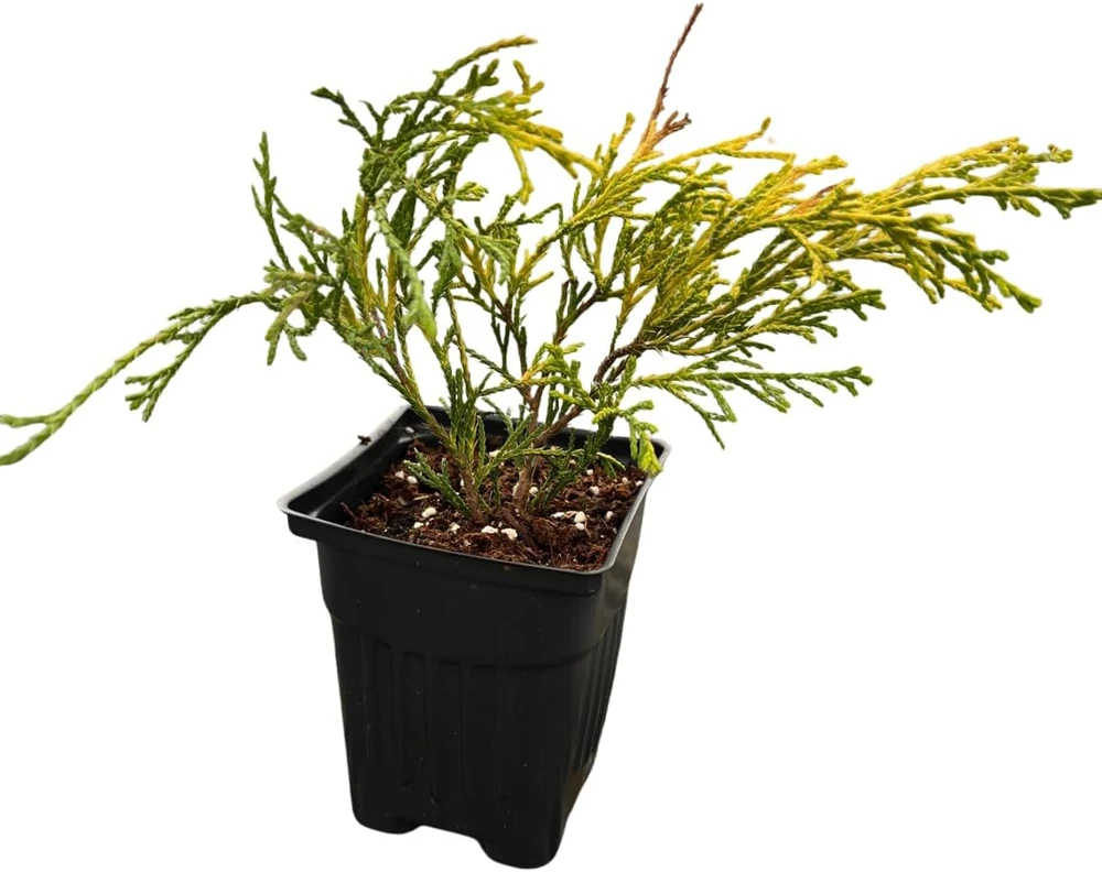 Paul's Gold Cypress Live Plant - Chamaecyparis pisifera - Evergreen Shrub - 4" Pot - Image 1