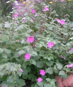 Pavonia Rock Rose Live Plant – Texas Native Flowering Perennial – 1 Gallon Pot - Image 2